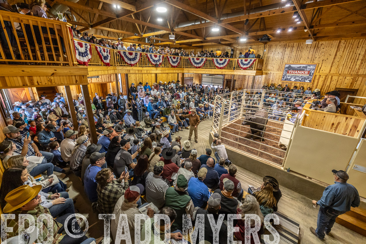 TMyers_SpringBullSale_Cameron_Feb2024-520450