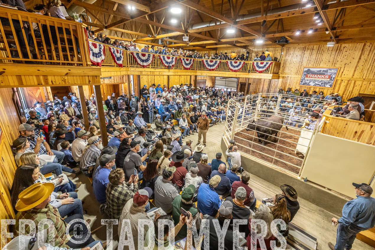 TMyers_SpringBullSale_Cameron_Feb2024-520478