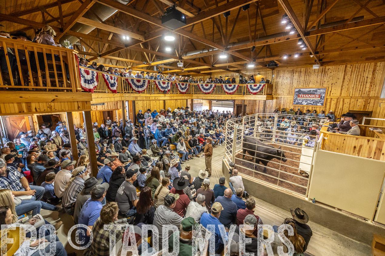 TMyers_SpringBullSale_Cameron_Feb2024-520519