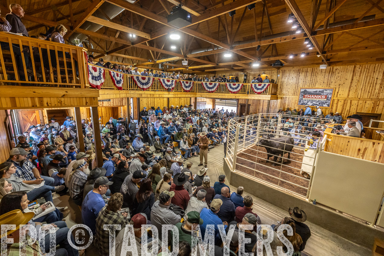 TMyers_SpringBullSale_Cameron_Feb2024-520567