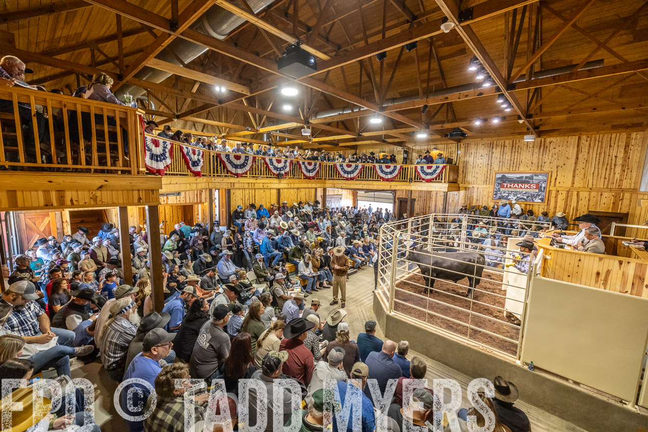 TMyers_SpringBullSale_Cameron_Feb2024-520576