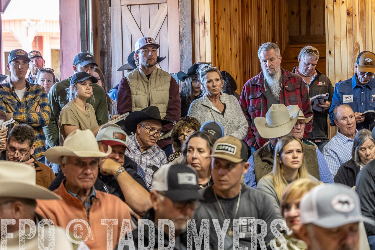 TMyers_SpringBullSale_Cameron_Feb2024-520619