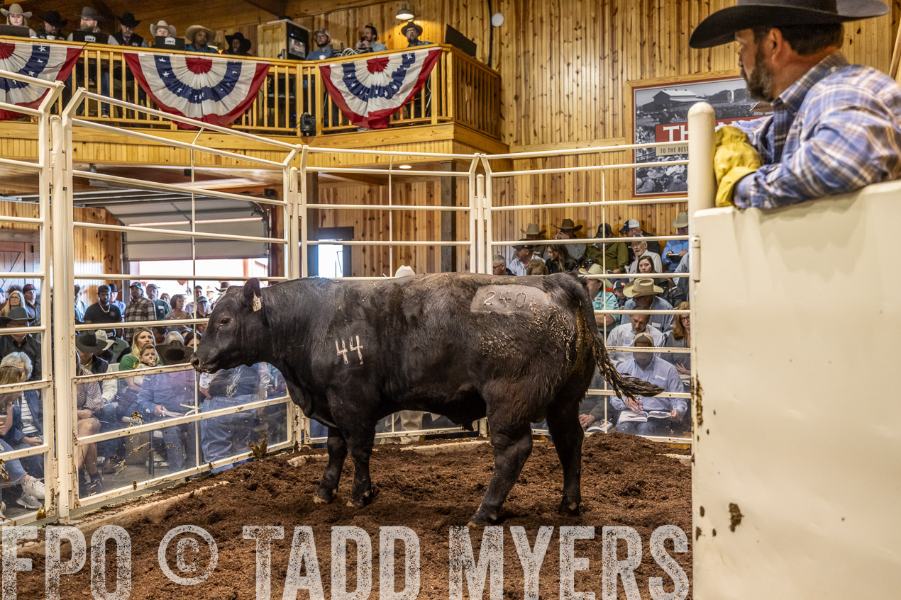 TMyers_SpringBullSale_Cameron_Feb2024-520662
