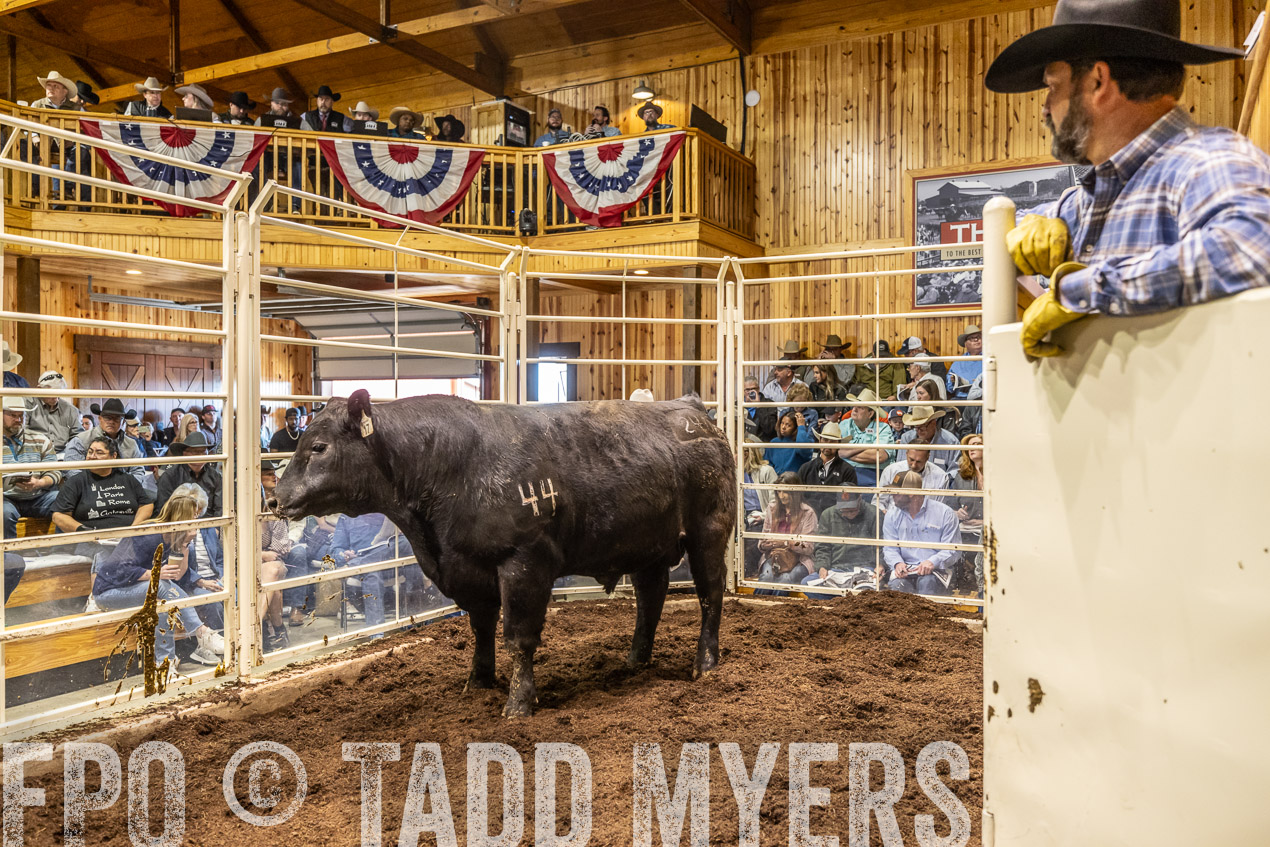 TMyers_SpringBullSale_Cameron_Feb2024-520671