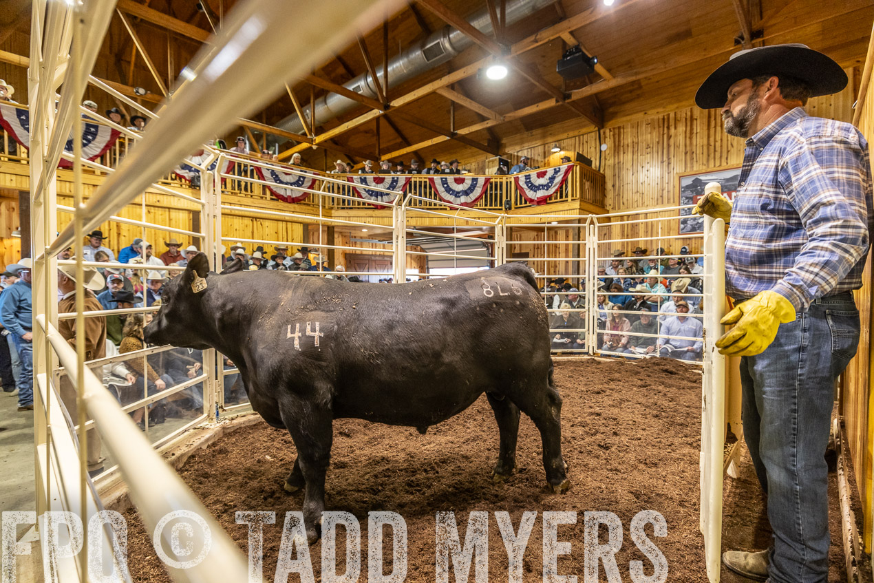 TMyers_SpringBullSale_Cameron_Feb2024-520786