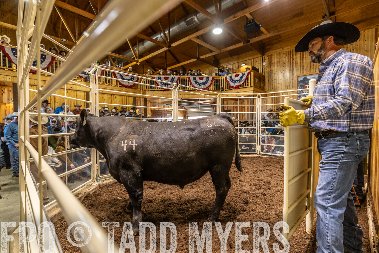 TMyers_SpringBullSale_Cameron_Feb2024-520791