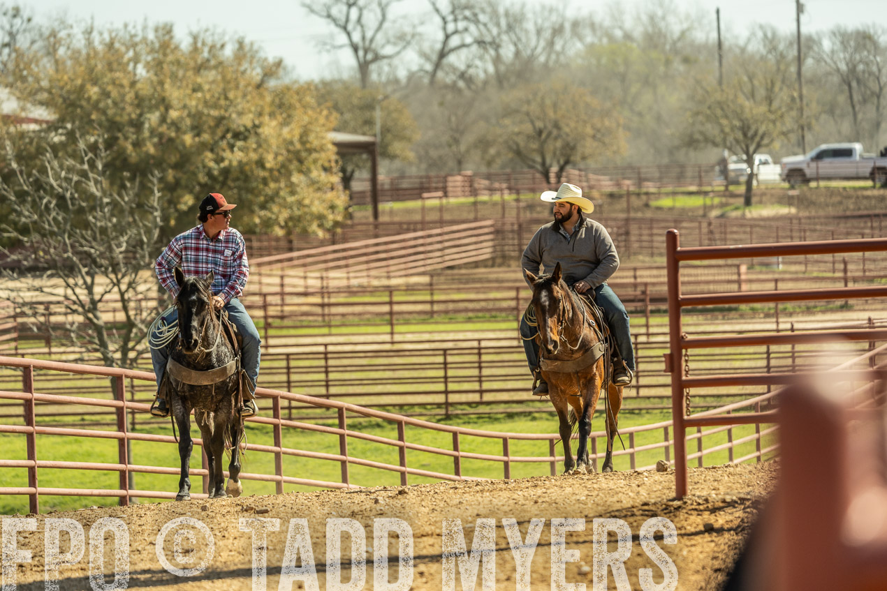 TMyers_SpringBullSale_Cameron_Feb2024-520904