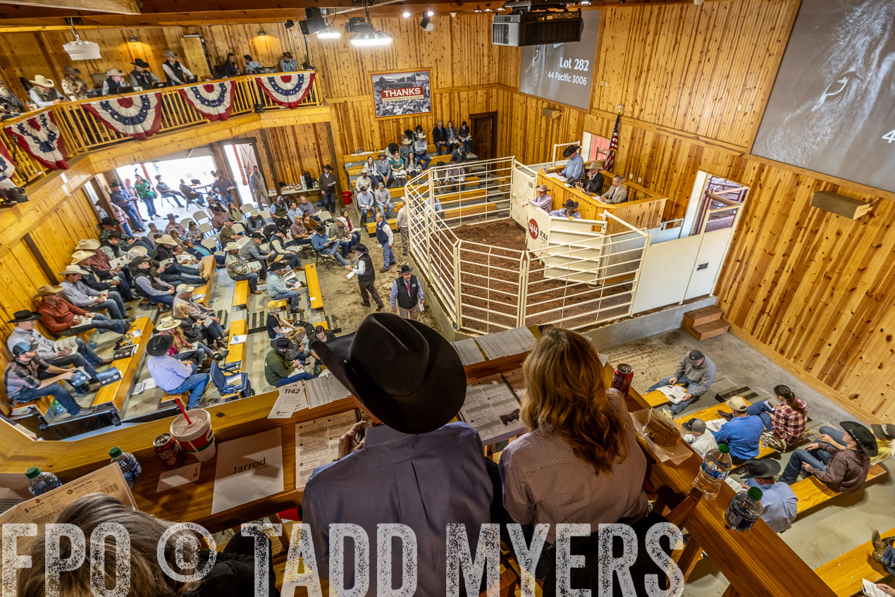 TMyers_SpringBullSale_Cameron_Feb2024-522853