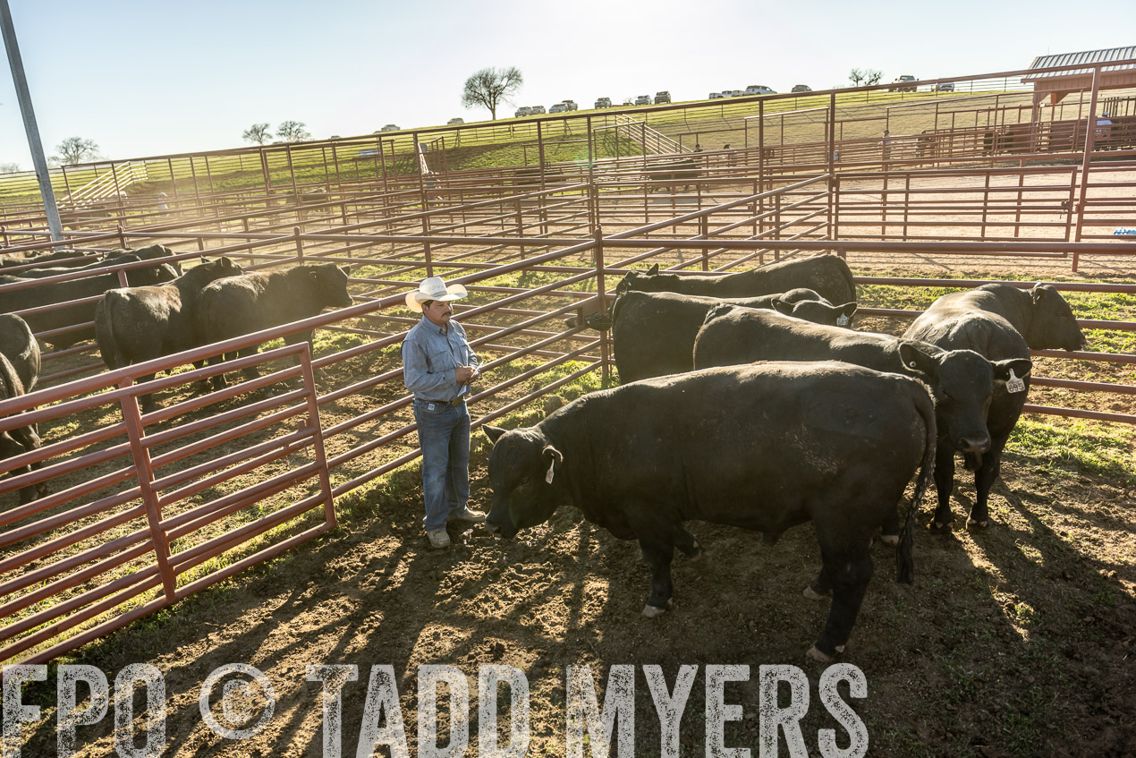 TMyers_SpringBullSale_Cameron_Feb2024-522876
