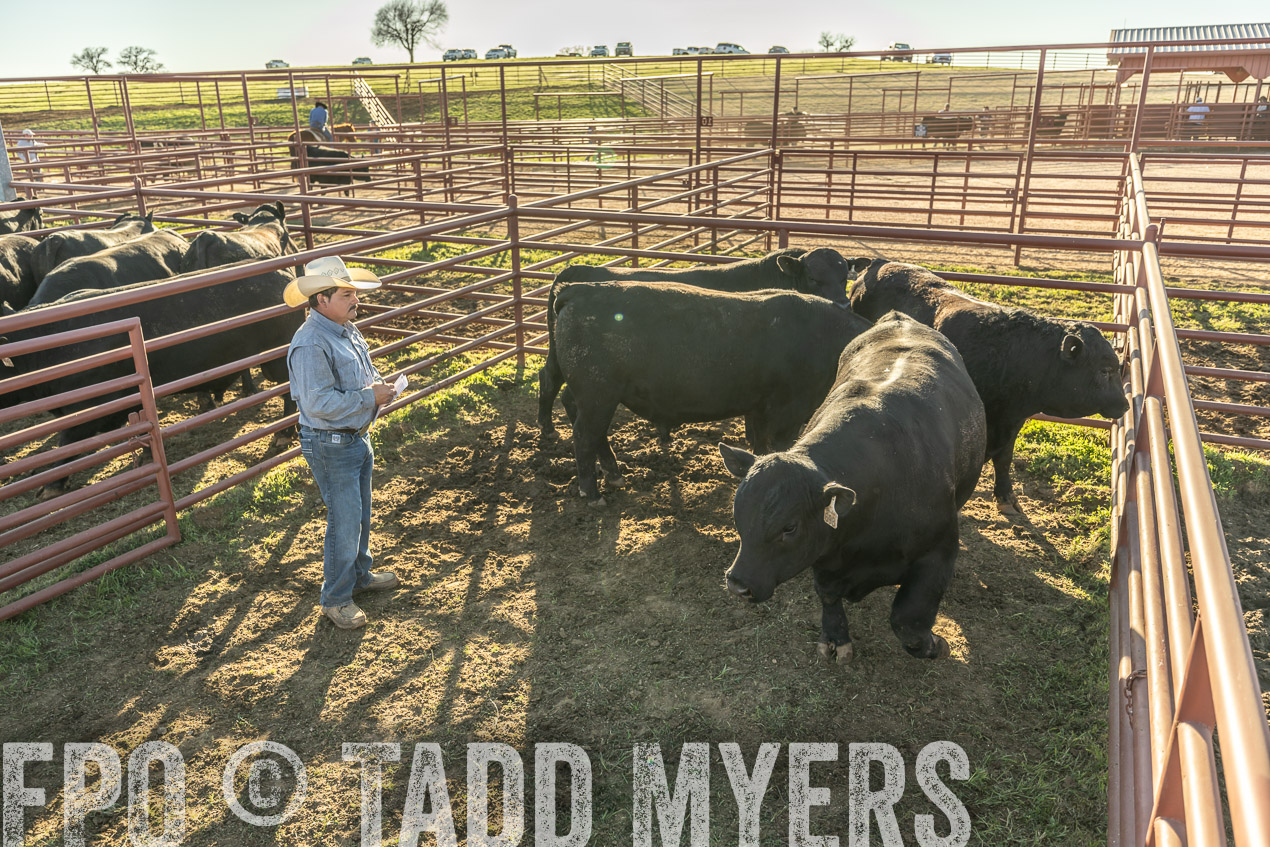 TMyers_SpringBullSale_Cameron_Feb2024-522921