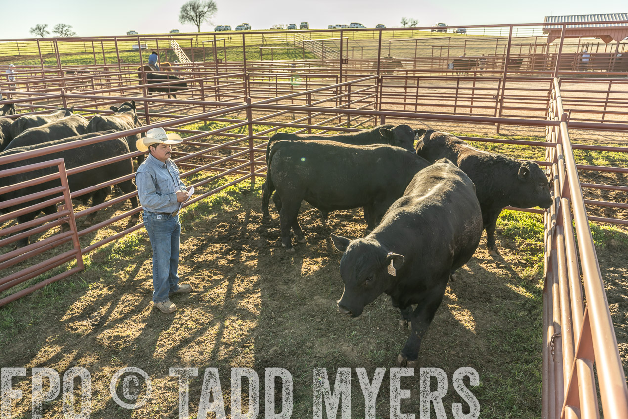 TMyers_SpringBullSale_Cameron_Feb2024-522924