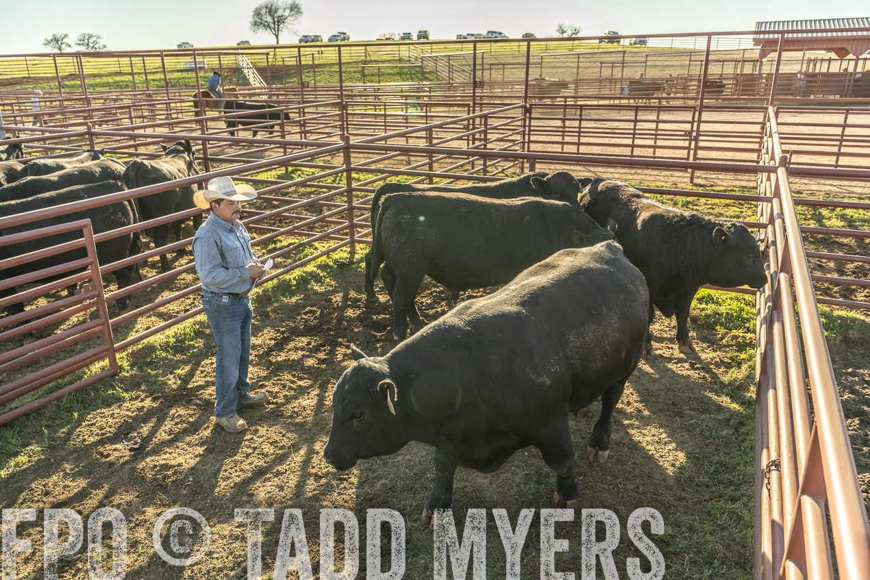 TMyers_SpringBullSale_Cameron_Feb2024-522927
