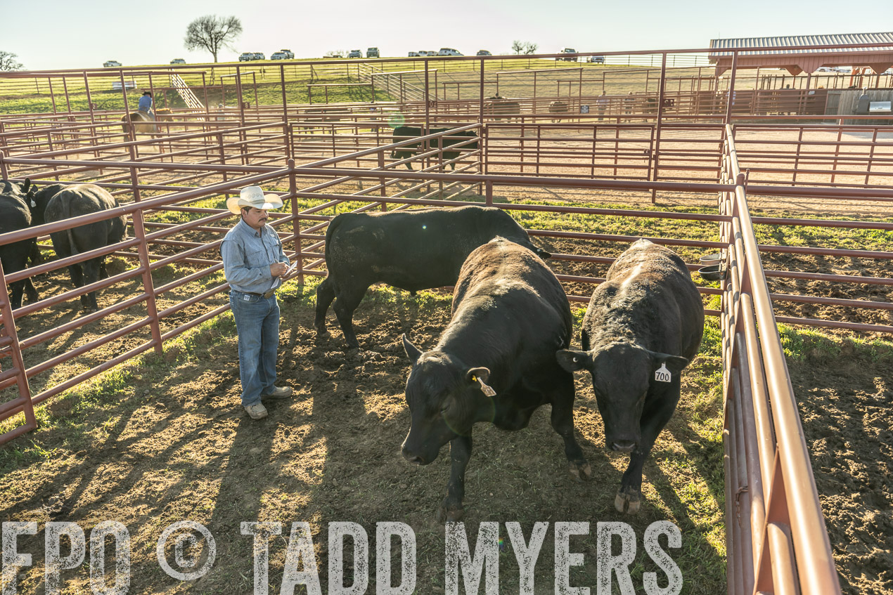 TMyers_SpringBullSale_Cameron_Feb2024-522946