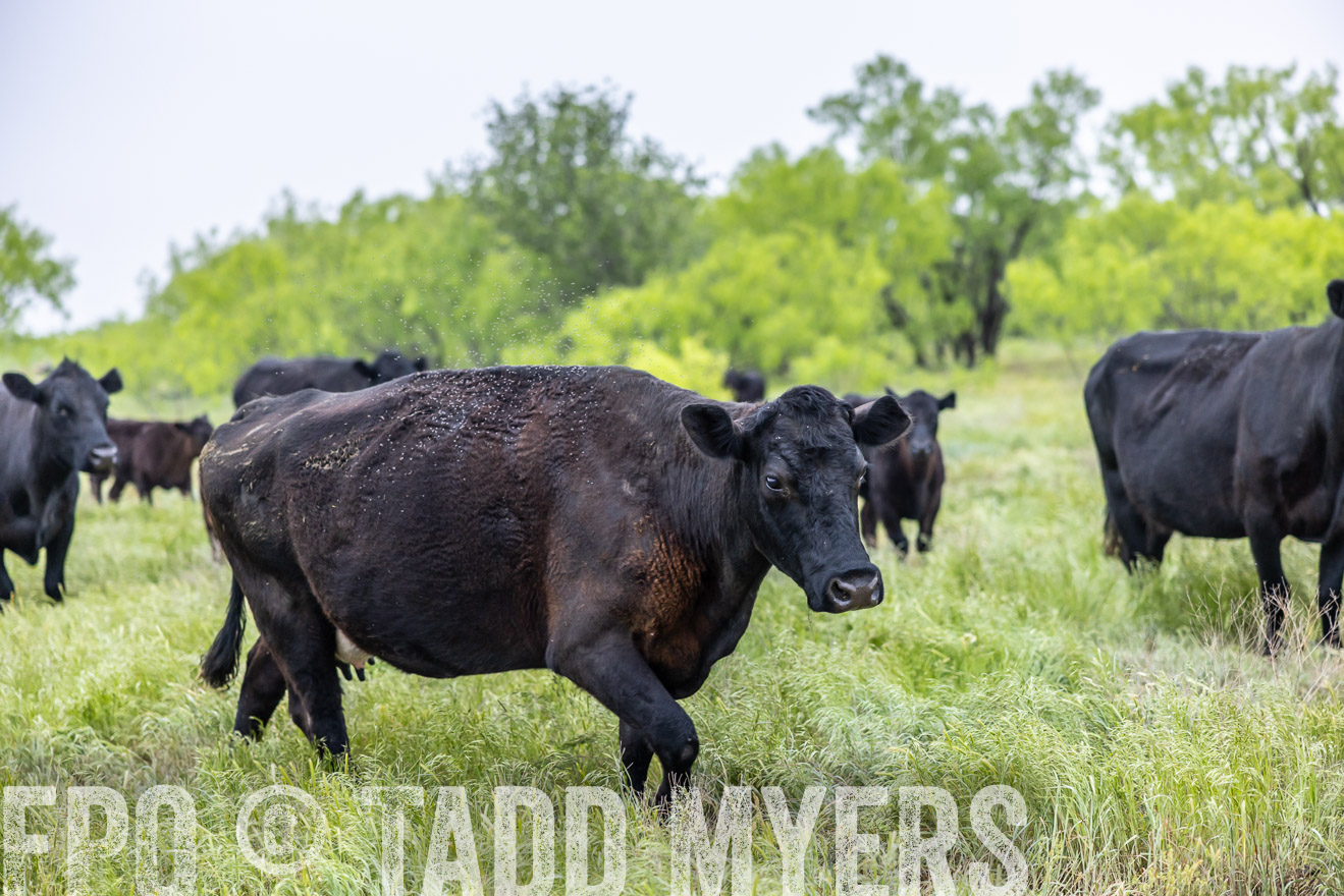 TMyers_PP_CircleBarRanch_TruscottTX_April2024-510372