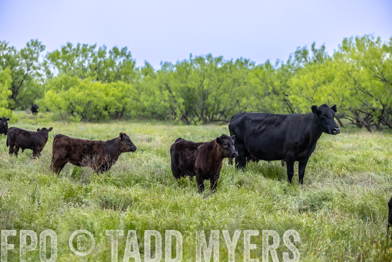 TMyers_PP_CircleBarRanch_TruscottTX_April2024-510377