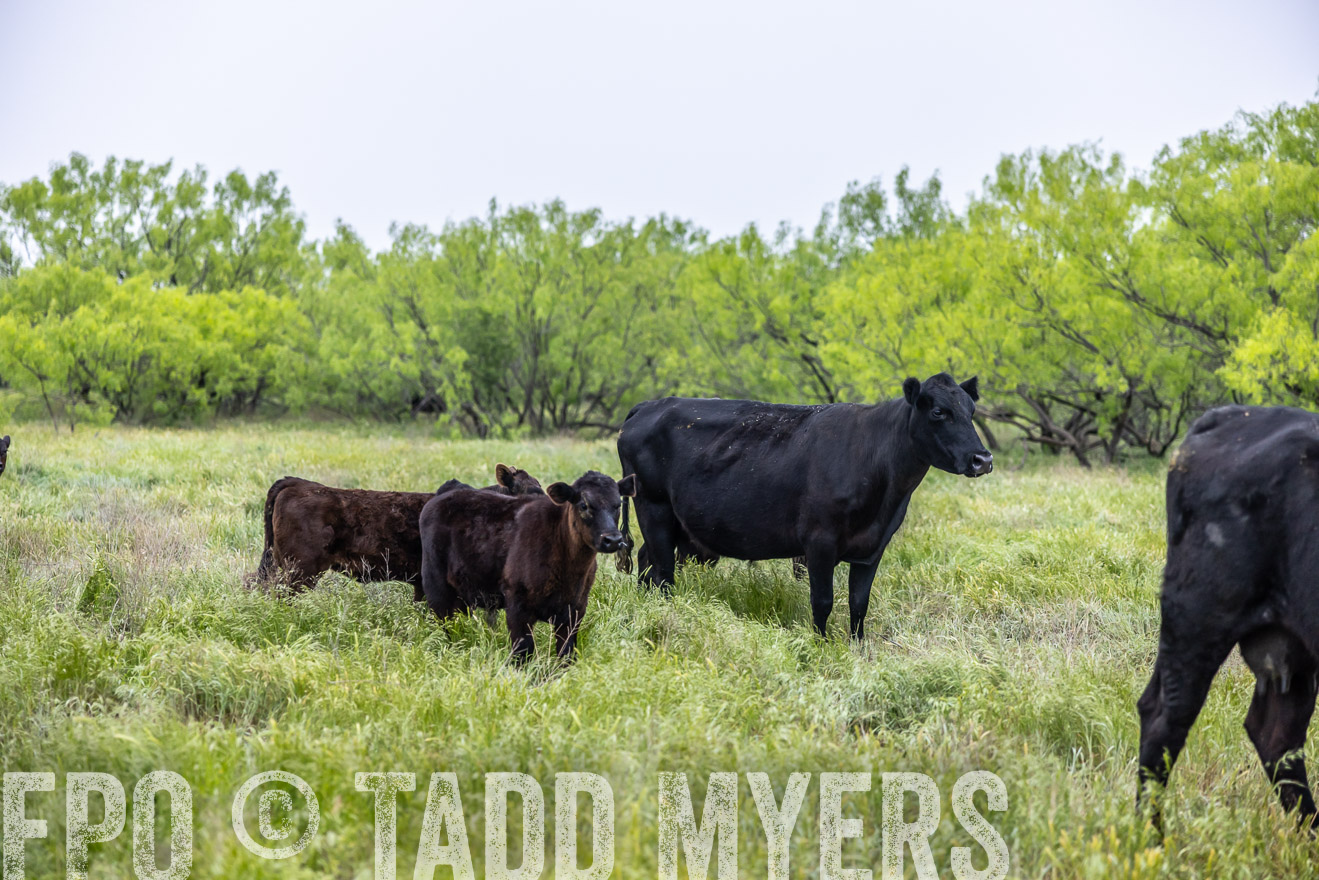 TMyers_PP_CircleBarRanch_TruscottTX_April2024-510378