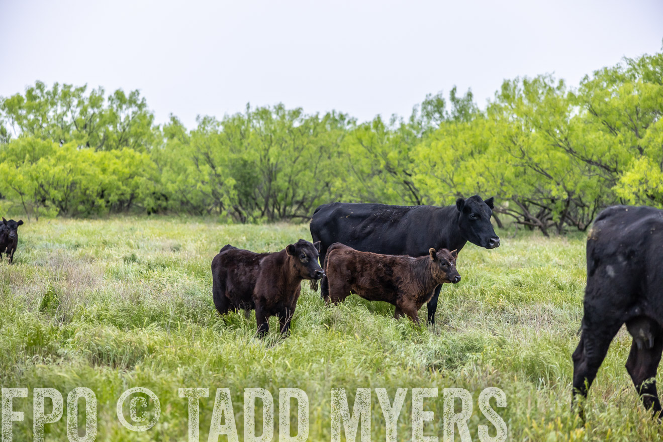 TMyers_PP_CircleBarRanch_TruscottTX_April2024-510381