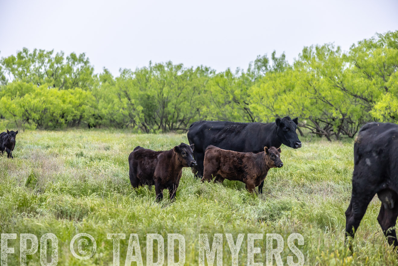 TMyers_PP_CircleBarRanch_TruscottTX_April2024-510383