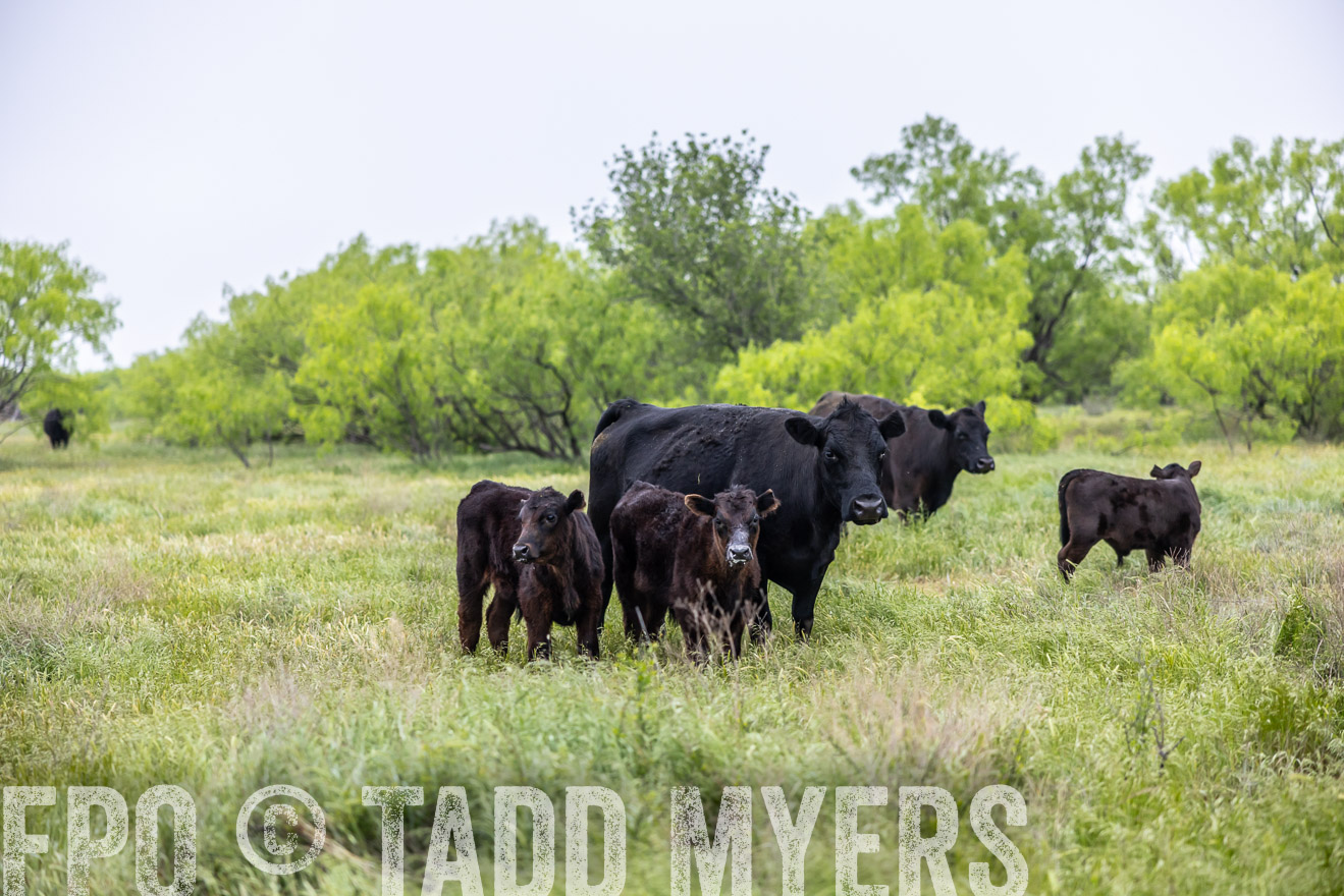 TMyers_PP_CircleBarRanch_TruscottTX_April2024-510389