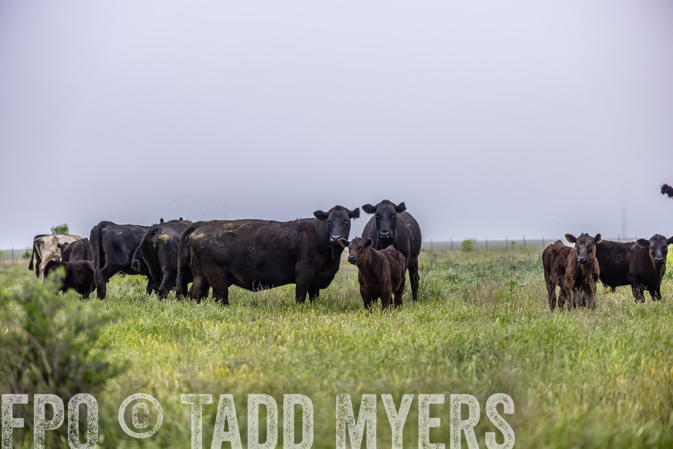 TMyers_PP_CircleBarRanch_TruscottTX_April2024-510403