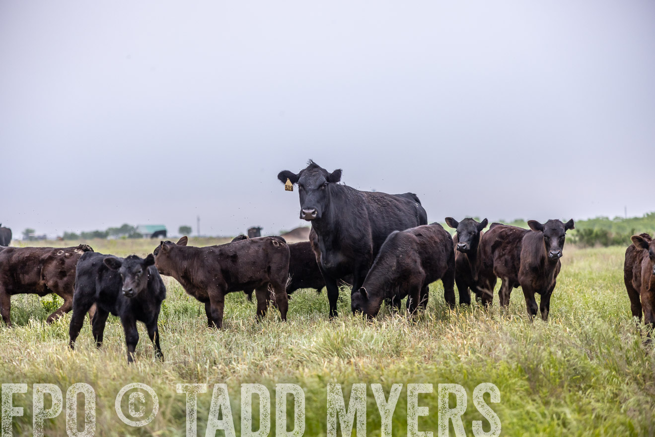 TMyers_PP_CircleBarRanch_TruscottTX_April2024-510408