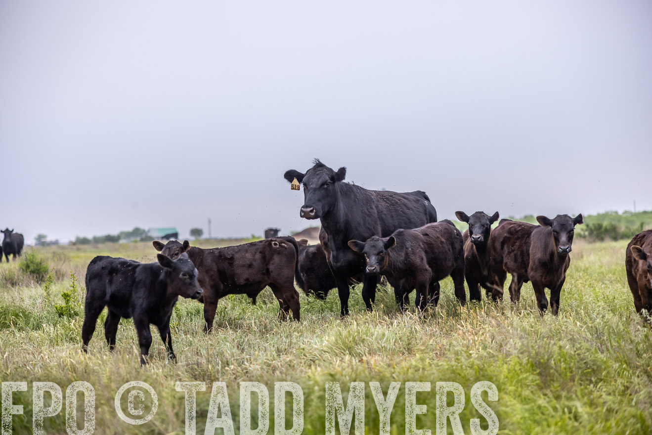TMyers_PP_CircleBarRanch_TruscottTX_April2024-510411