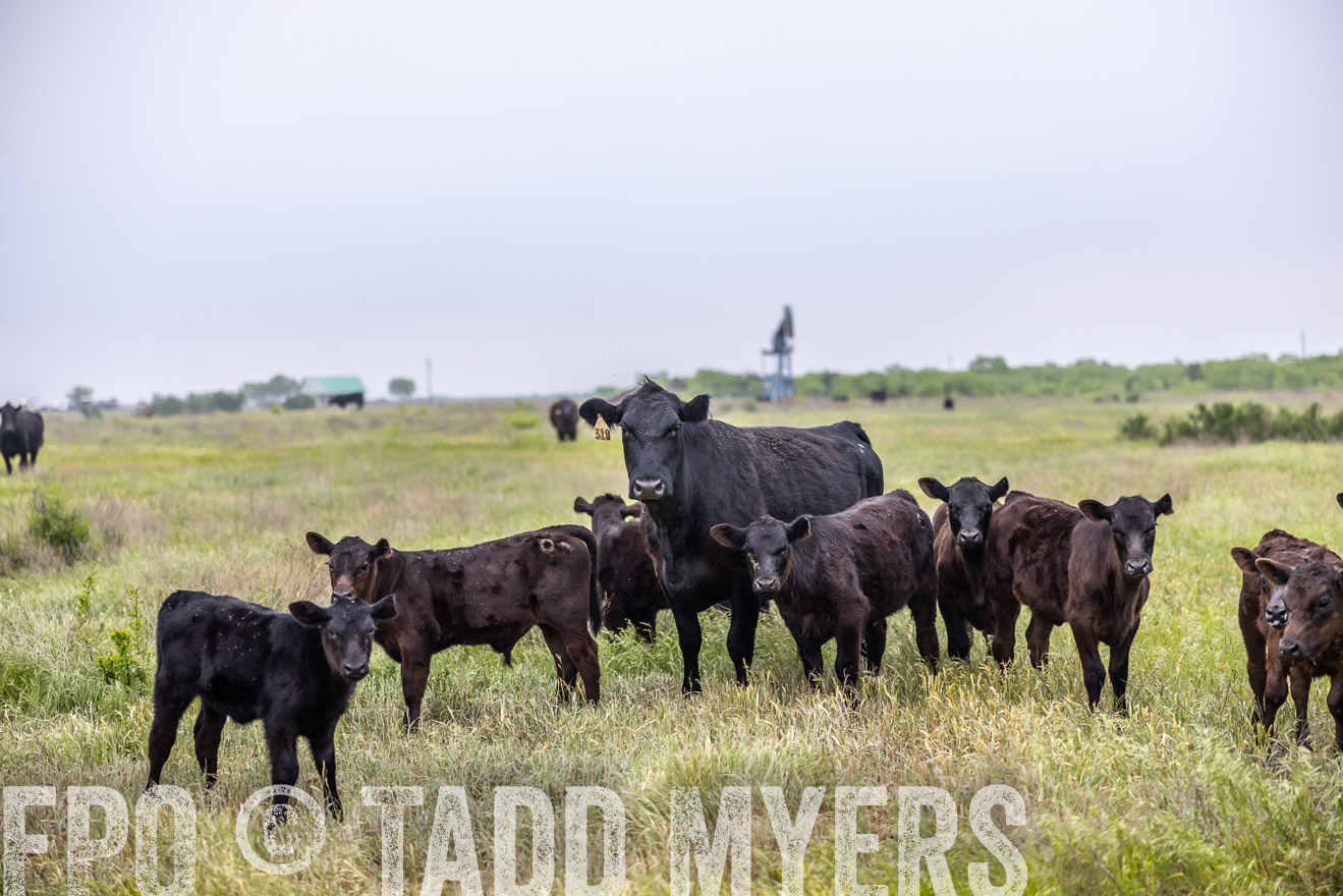 TMyers_PP_CircleBarRanch_TruscottTX_April2024-510413