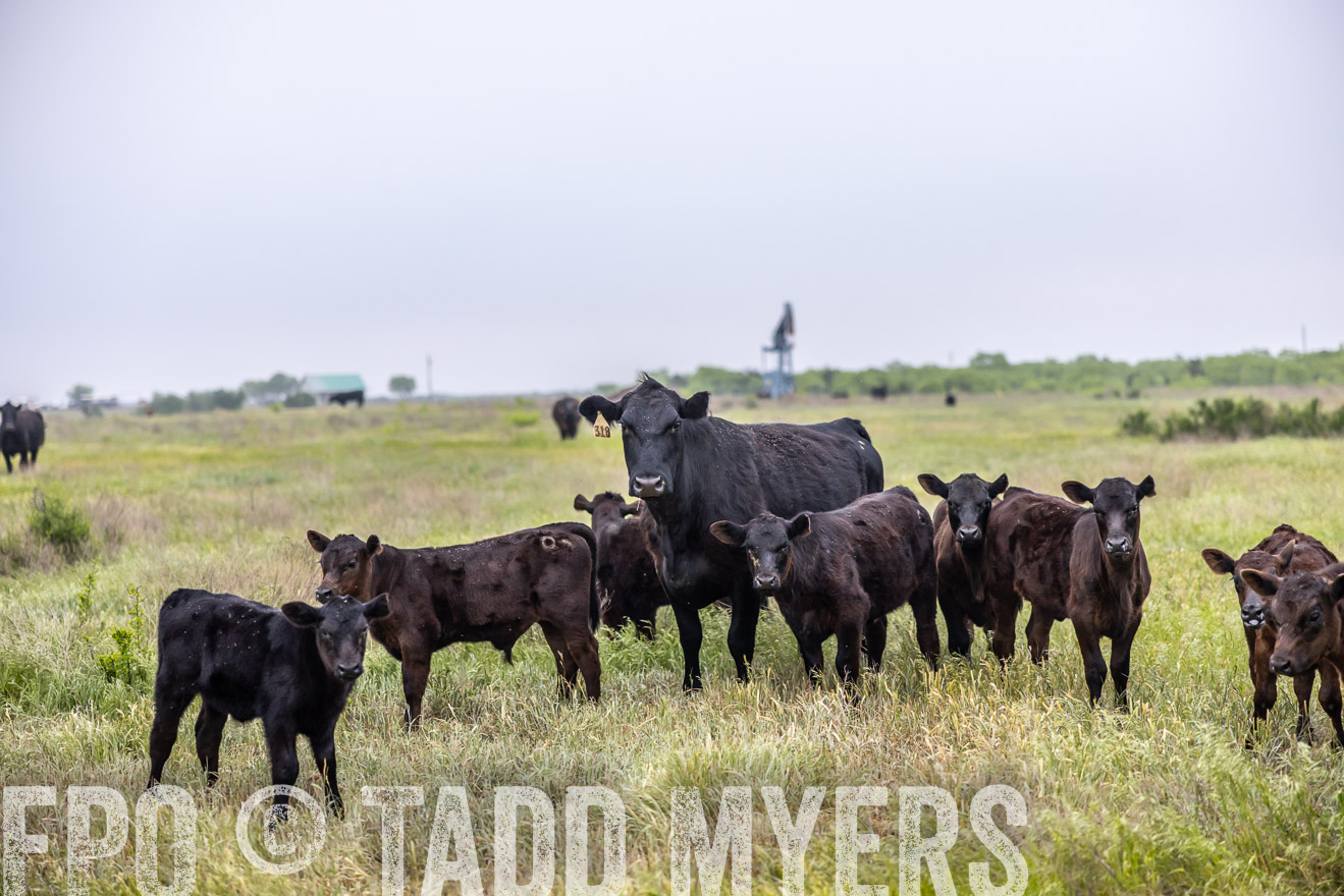 TMyers_PP_CircleBarRanch_TruscottTX_April2024-510415