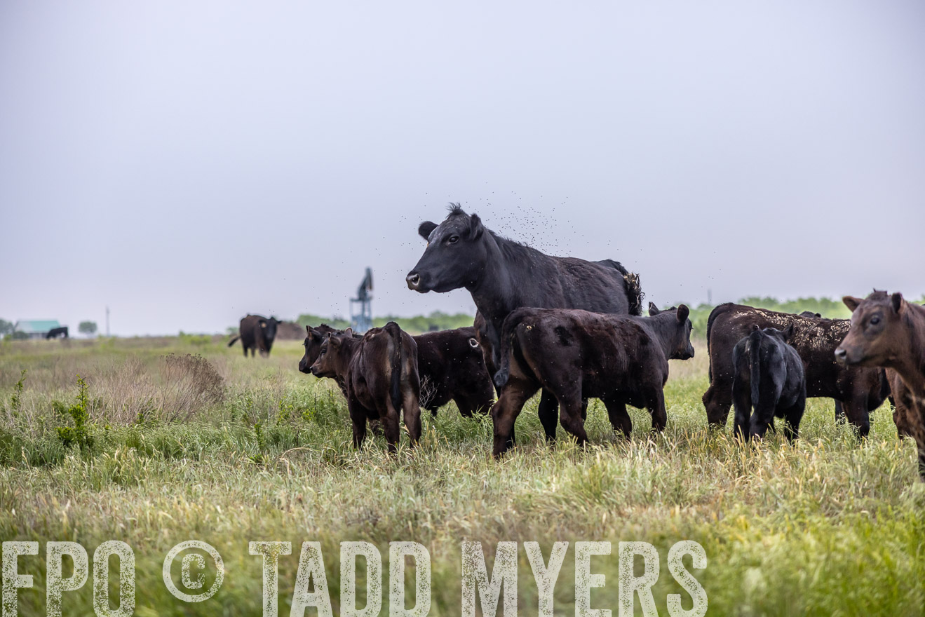 TMyers_PP_CircleBarRanch_TruscottTX_April2024-510422