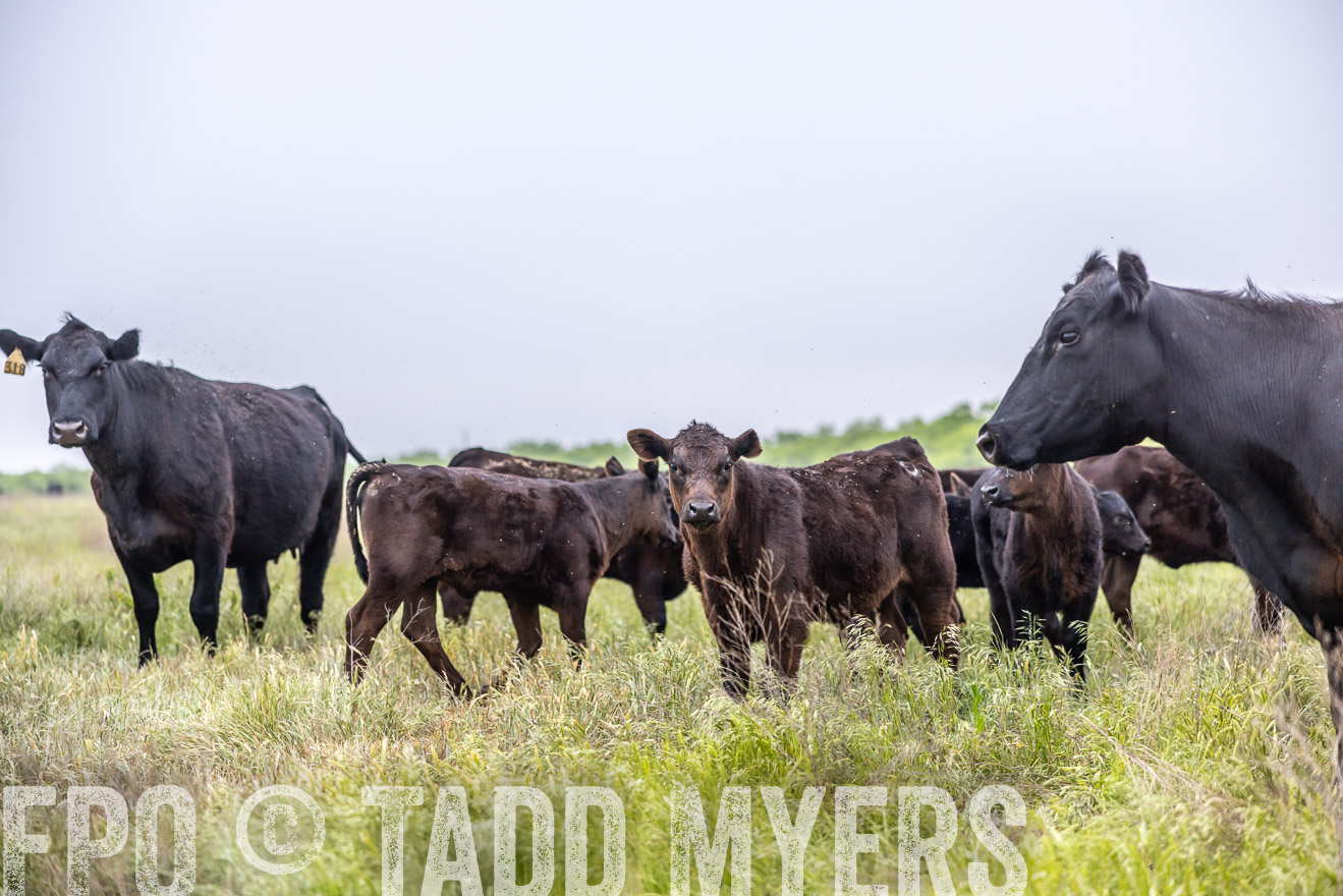 TMyers_PP_CircleBarRanch_TruscottTX_April2024-510429