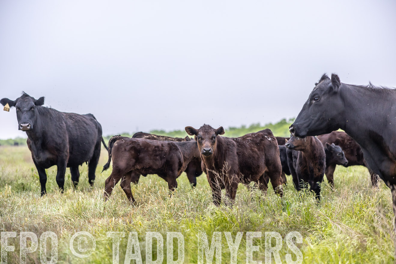 TMyers_PP_CircleBarRanch_TruscottTX_April2024-510430