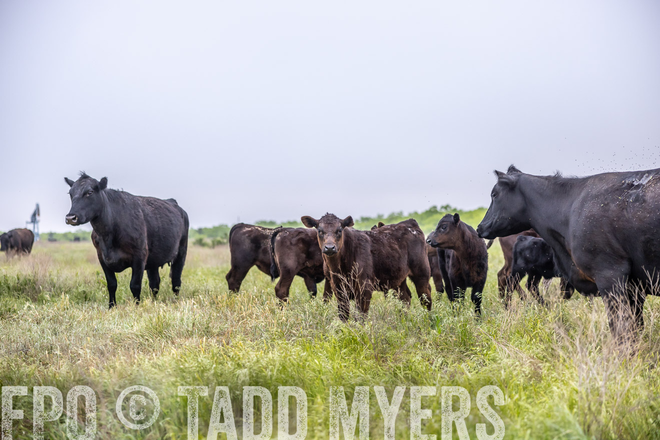 TMyers_PP_CircleBarRanch_TruscottTX_April2024-510431