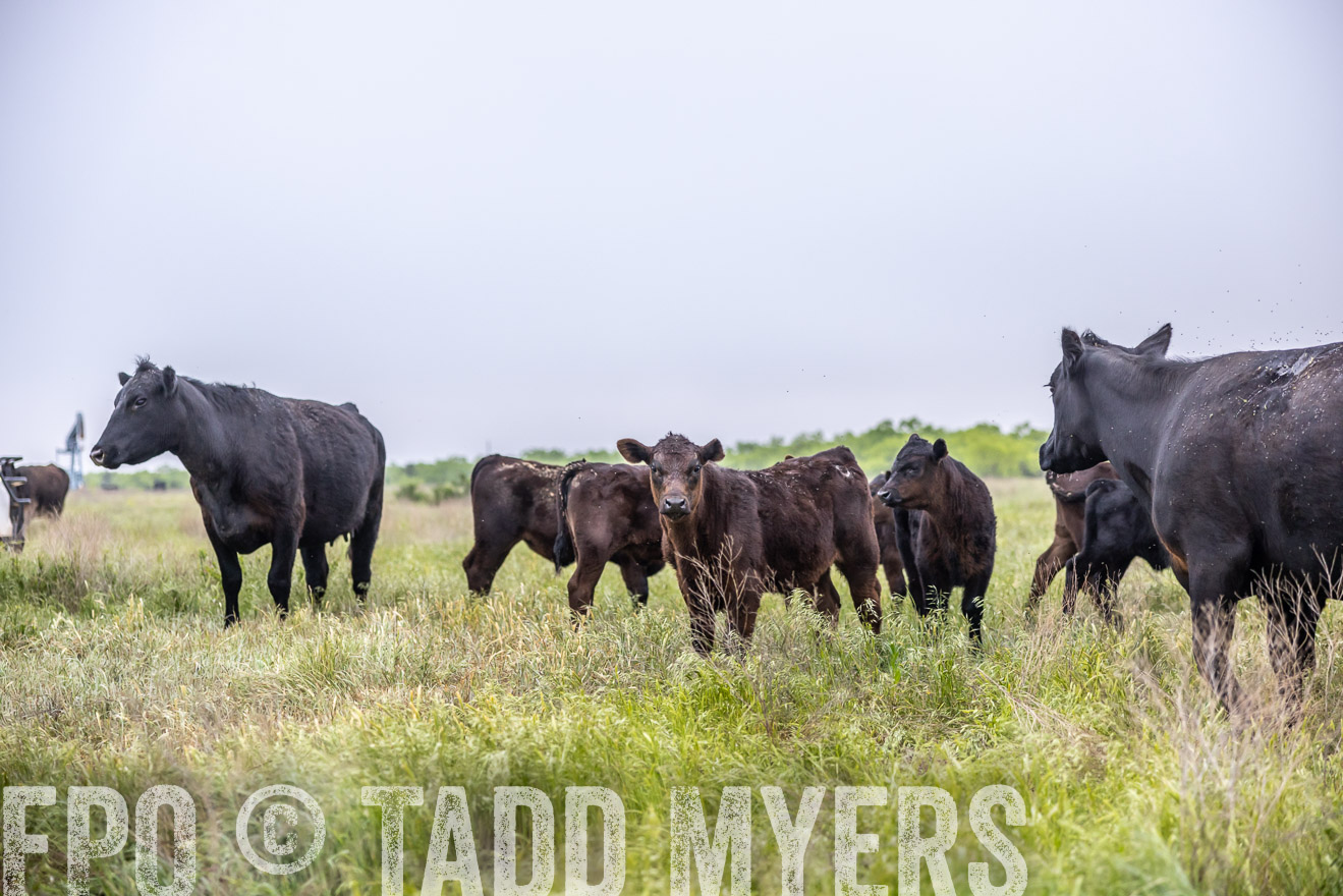 TMyers_PP_CircleBarRanch_TruscottTX_April2024-510433