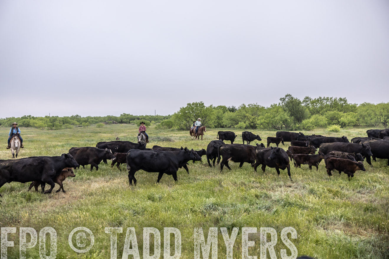 TMyers_PP_CircleBarRanch_TruscottTX_April2024-510448