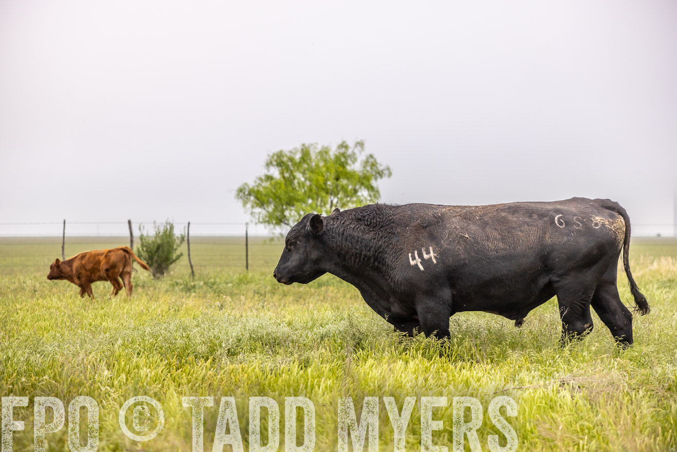 TMyers_PP_CircleBarRanch_TruscottTX_April2024-510531