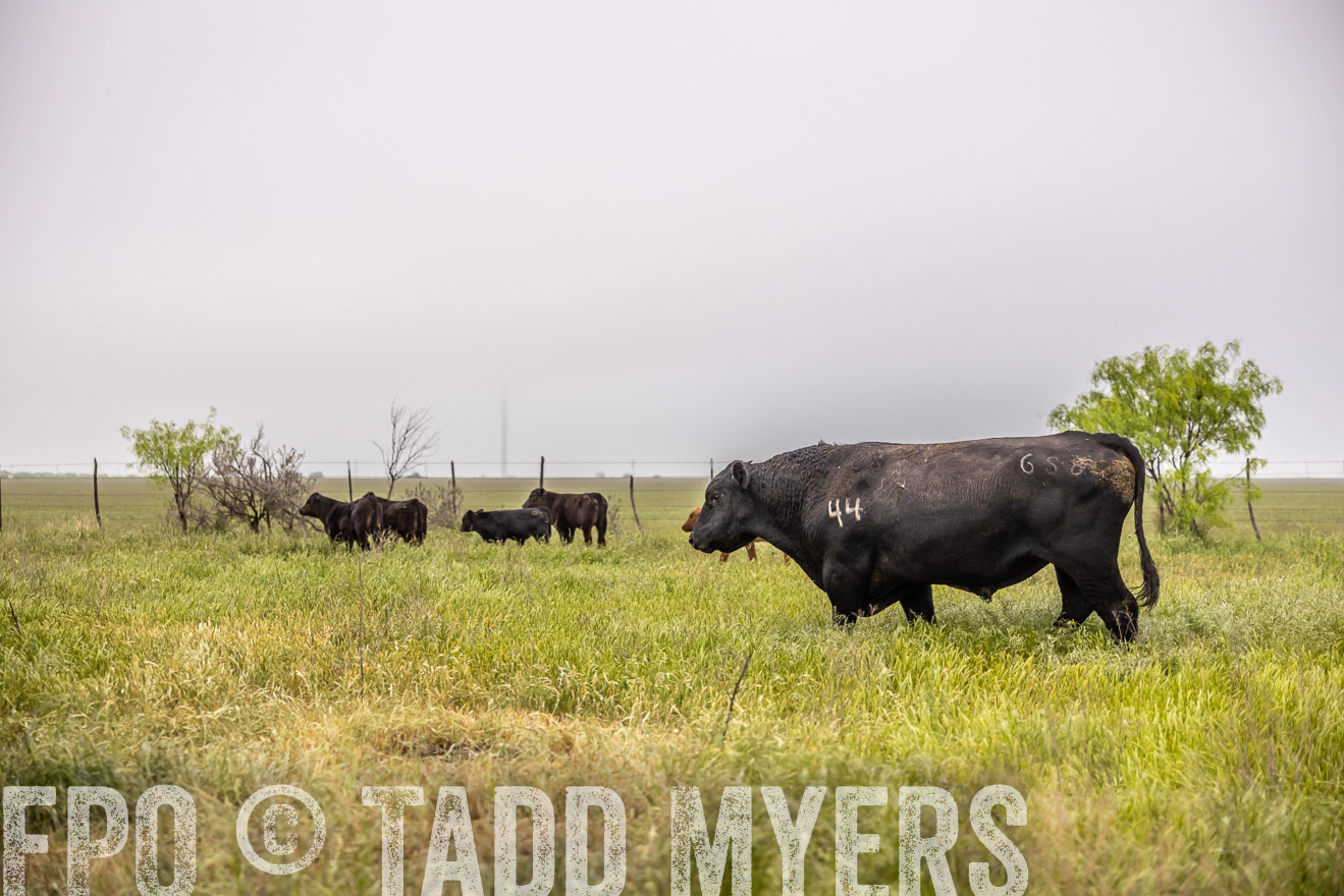 TMyers_PP_CircleBarRanch_TruscottTX_April2024-510534