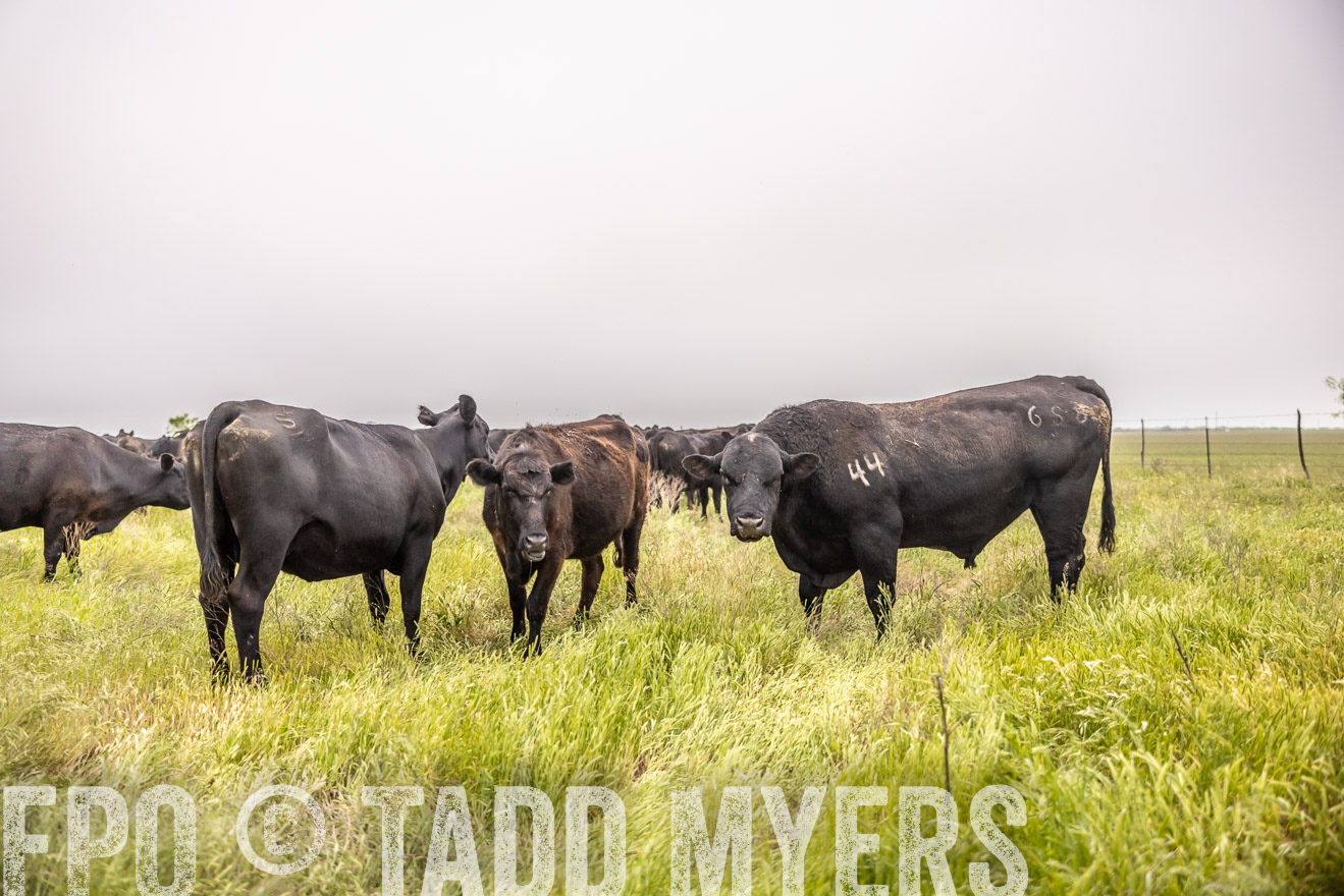 TMyers_PP_CircleBarRanch_TruscottTX_April2024-510540