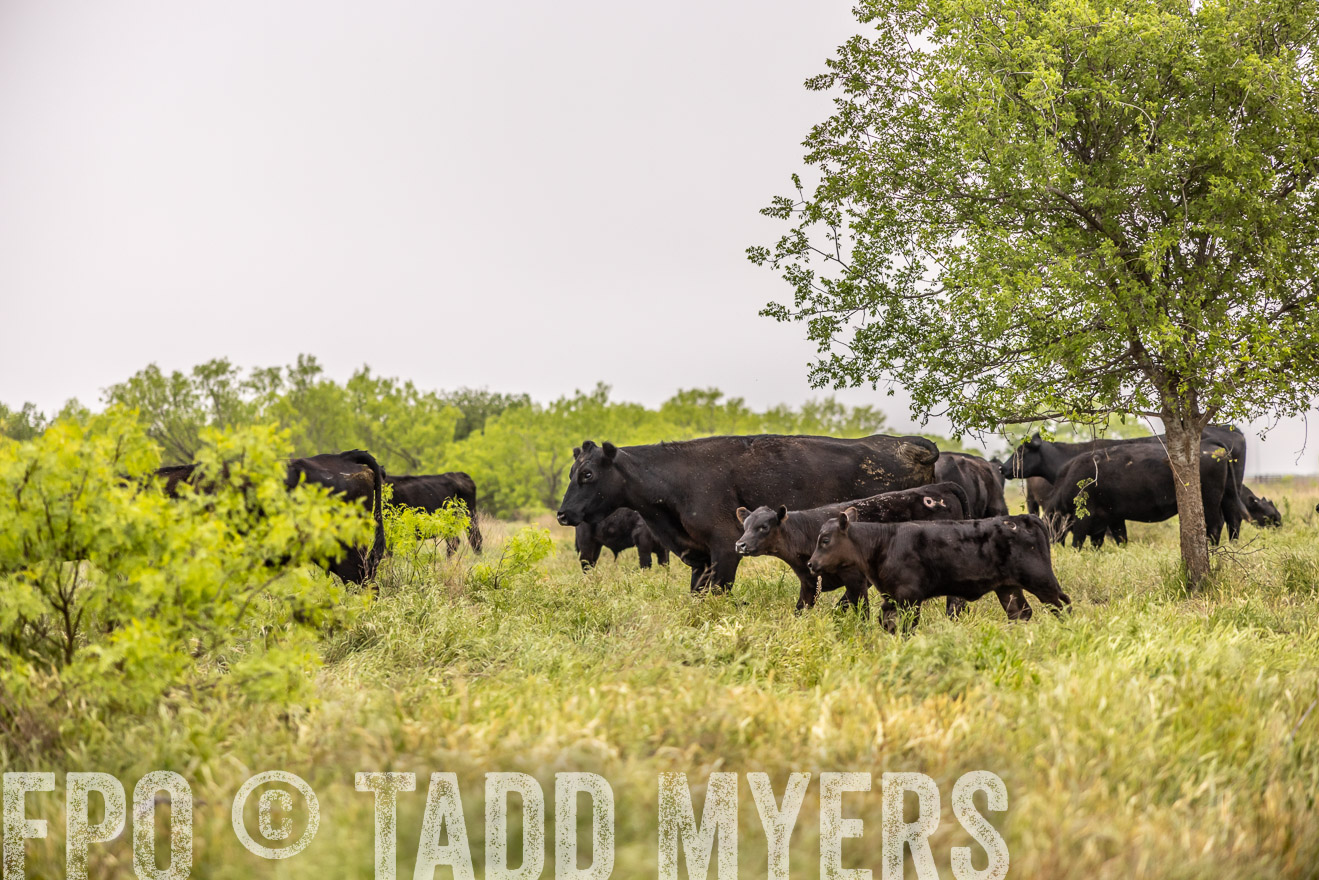 TMyers_PP_CircleBarRanch_TruscottTX_April2024-510544