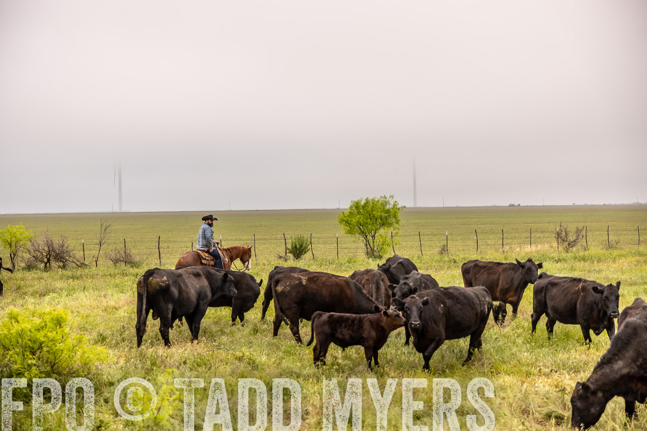 TMyers_PP_CircleBarRanch_TruscottTX_April2024-510713