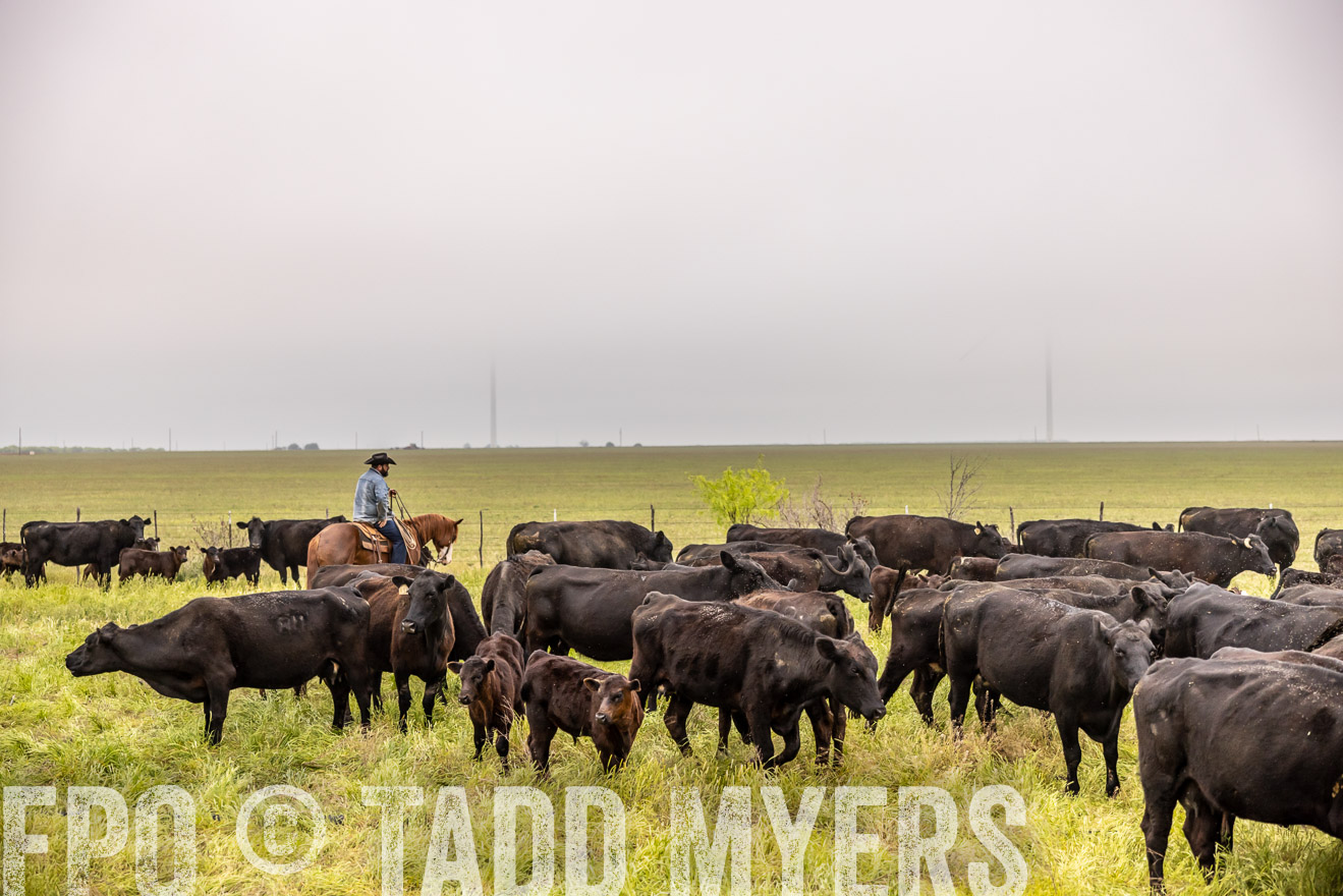 TMyers_PP_CircleBarRanch_TruscottTX_April2024-510787