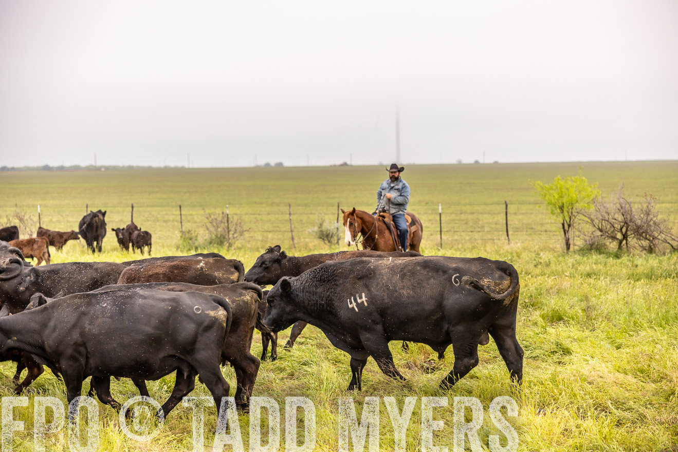 TMyers_PP_CircleBarRanch_TruscottTX_April2024-510799