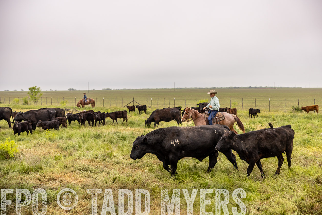 TMyers_PP_CircleBarRanch_TruscottTX_April2024-510870