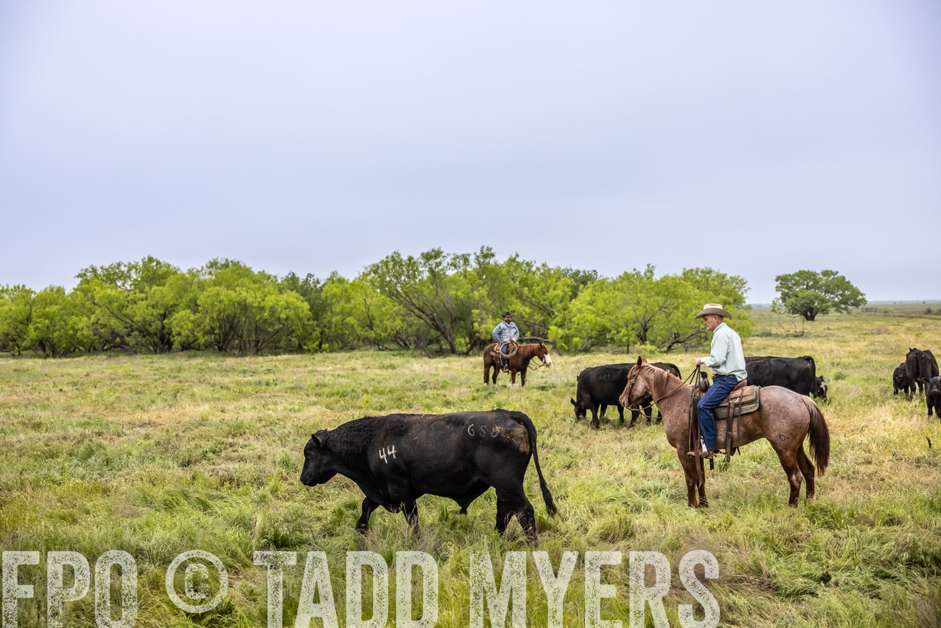 TMyers_PP_CircleBarRanch_TruscottTX_April2024-511089