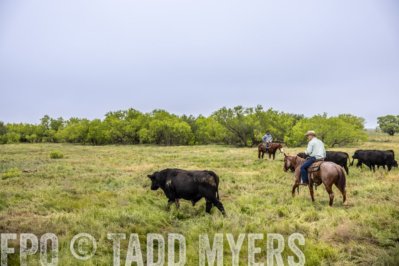 TMyers_PP_CircleBarRanch_TruscottTX_April2024-511095