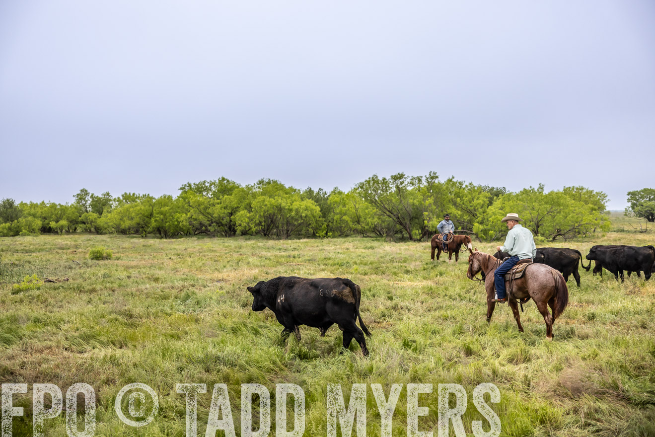 TMyers_PP_CircleBarRanch_TruscottTX_April2024-511096