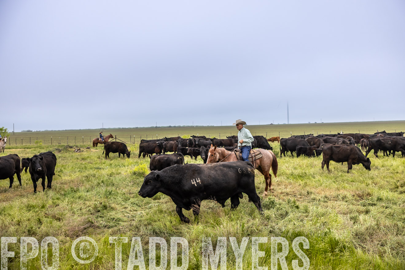 TMyers_PP_CircleBarRanch_TruscottTX_April2024-511158