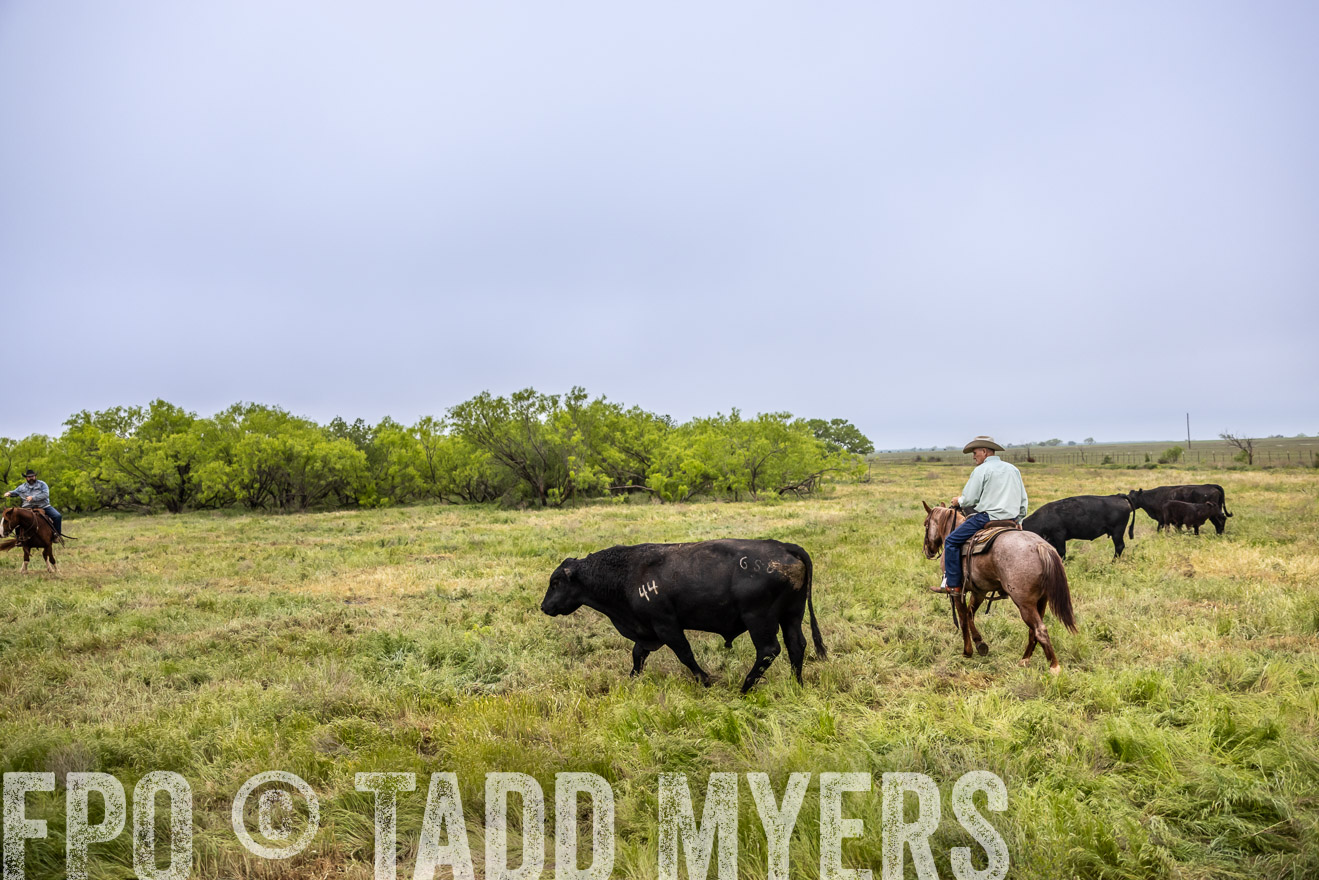 TMyers_PP_CircleBarRanch_TruscottTX_April2024-511191