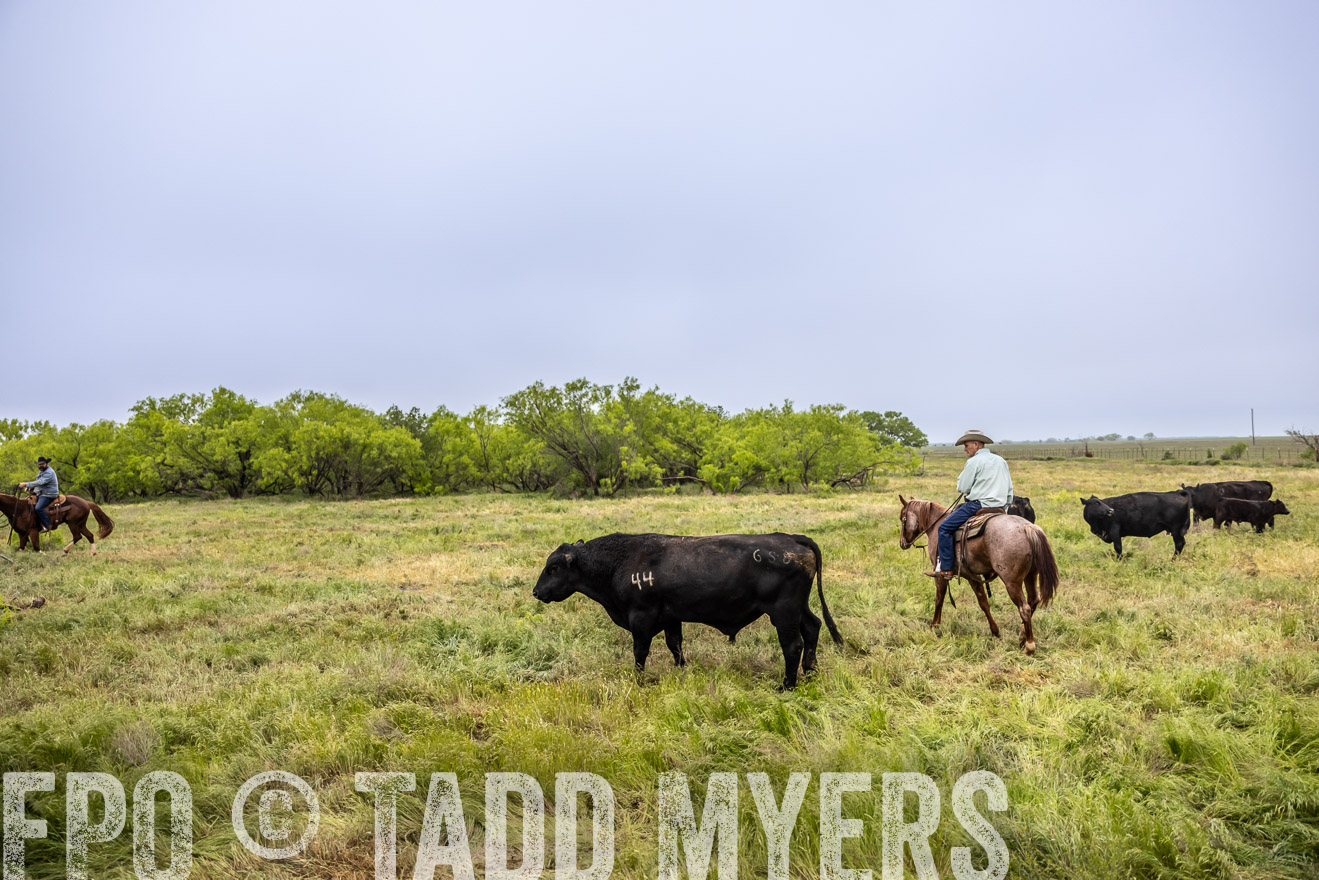 TMyers_PP_CircleBarRanch_TruscottTX_April2024-511194