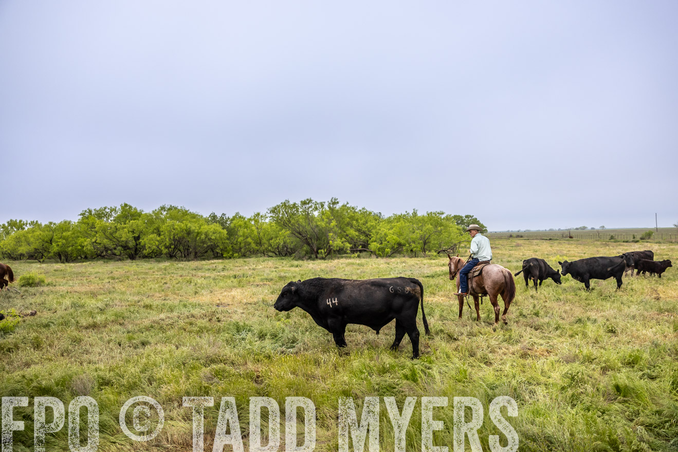 TMyers_PP_CircleBarRanch_TruscottTX_April2024-511197