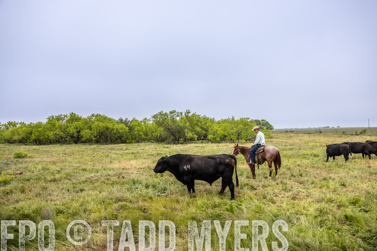 TMyers_PP_CircleBarRanch_TruscottTX_April2024-511220